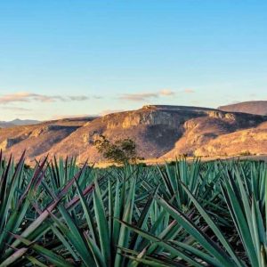 Ruta del Mezcal